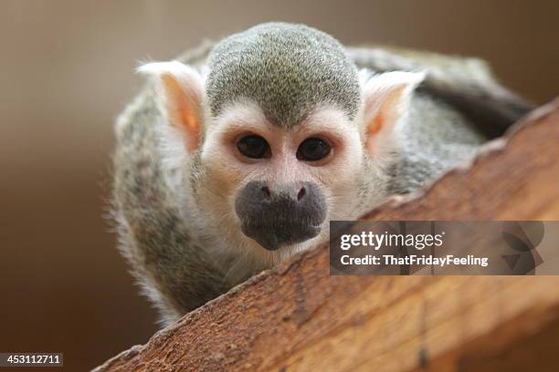 spider monkey - macaco aranha - fotografias e filmes do acervo