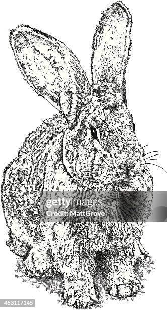 rabbit buck - animal ear stock illustrations