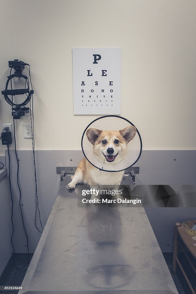 Corgi dog is smiling in the veterinarian's office