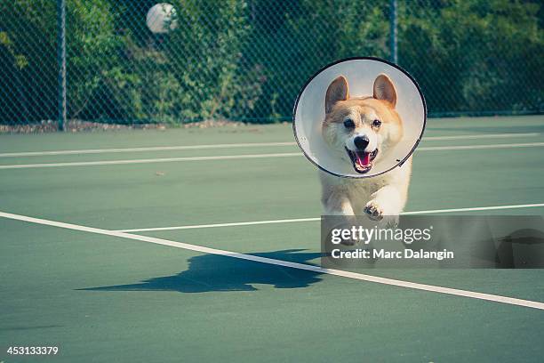 Corgi dog runs happily unfazed by the cone collar