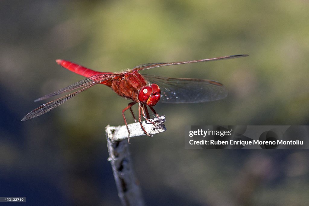 Red dragonfly heating under the sun