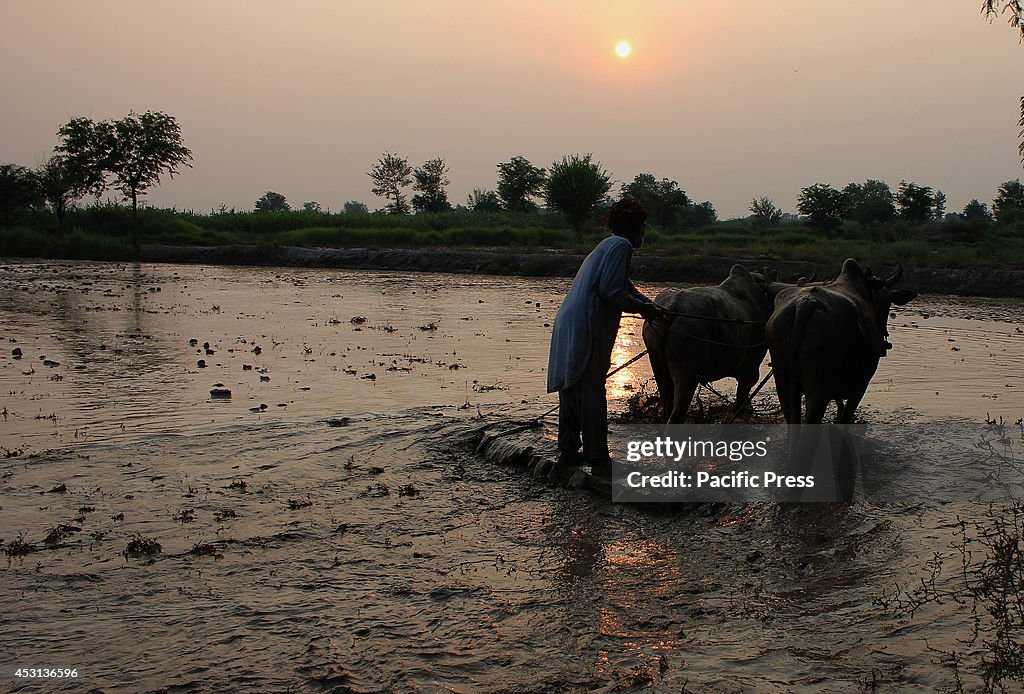 A Pakistani farmer leveling a crop field in a traditional...