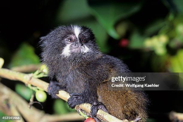 Ecuador, Amazon Basin, Near Coca, Rain Forest, Black-mantled Tamarin.