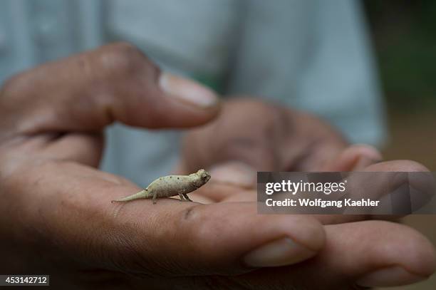 Local guide holding the minute leaf chameleon which is one of the smallest reptiles in the world found in the rainforest of Montagne dÂ’Ambre National...