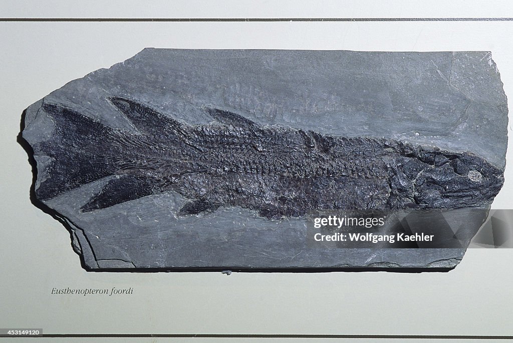 Canada, Quebec, Gaspe, Miguasha National Park, Fossils, Fish...