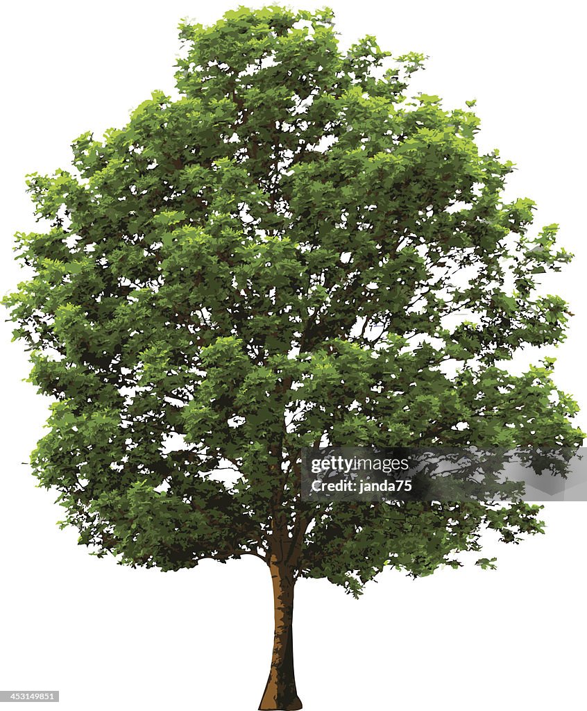 Tree with green leaves isolated on white
