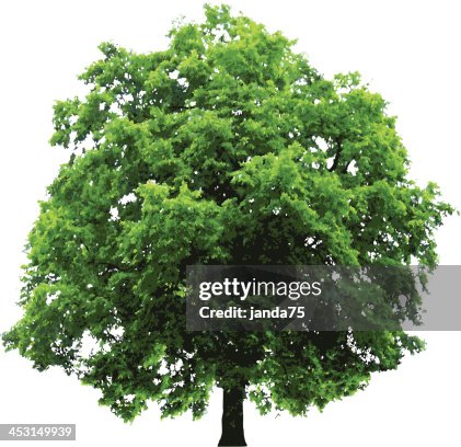 Tree with green leaves isolated on white Tree with green leaves isolated on white