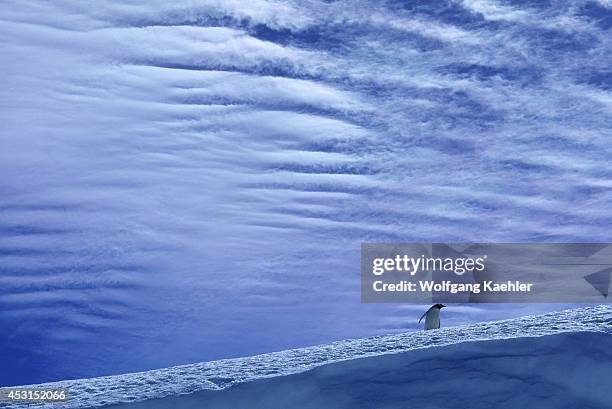 Antarctica, South Orkney Islands, Laurie Island, Gentoo Penguin On Snow, Clouds Background.