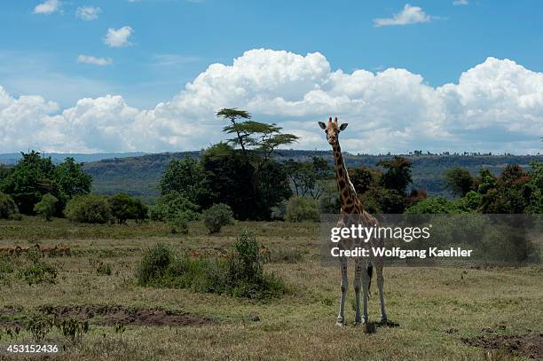 Endangered Rothschild's giraffe at Lake Nakuru National Park in the Great Rift Valley in Kenya.