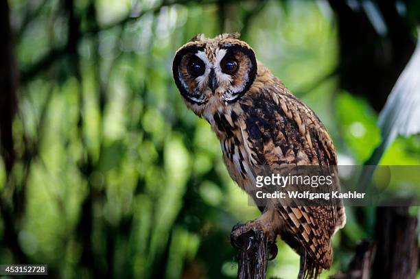 Ecuador, Amazon Basin, Rio Napo, Rainforest, Striped Owl Pseudoscops clamator.