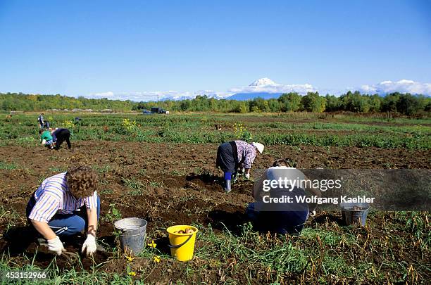 Russia, Kamchatka, Near Petropavlovsk, People Harvesting Potatoes From Private Fields.