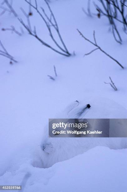 Canada, Manitoba, Near Churchill, Tundra, Arctic Hare, Camouflage.