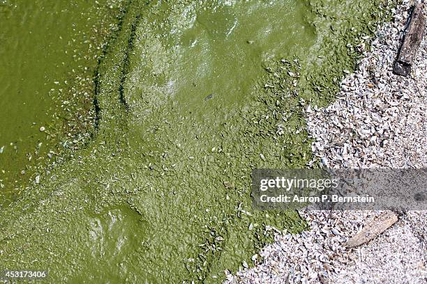 Algae from Lake Erie washes ashore at Maumee Bay State Park August 4, 2014 in Oregon, Ohio. Toledo, Ohio area residents were once again able to drink...