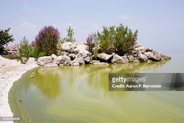 Algae floats in Lake Erie at Maumee Bay State Park August 4, 2014 in Oregon, Ohio. Toledo, Ohio area residents were once again able to drink tap...