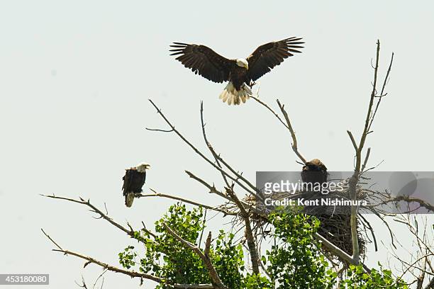 The mother eagle soars past the nest before landing to join the father eagle and female eaglet at a nest along E120th Avenue near, E-470 on Thursday,...