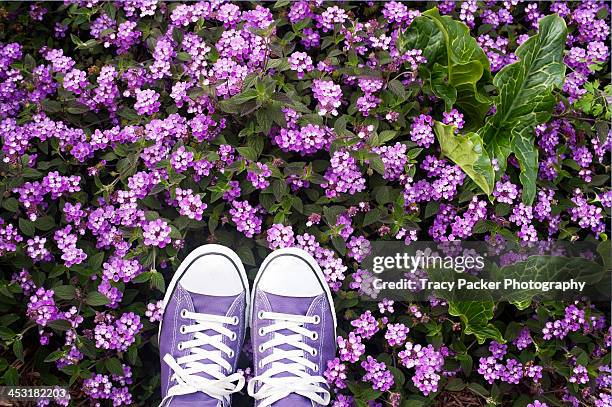 purple shoes & purple flowers. - purple shoe 個照片及圖片檔