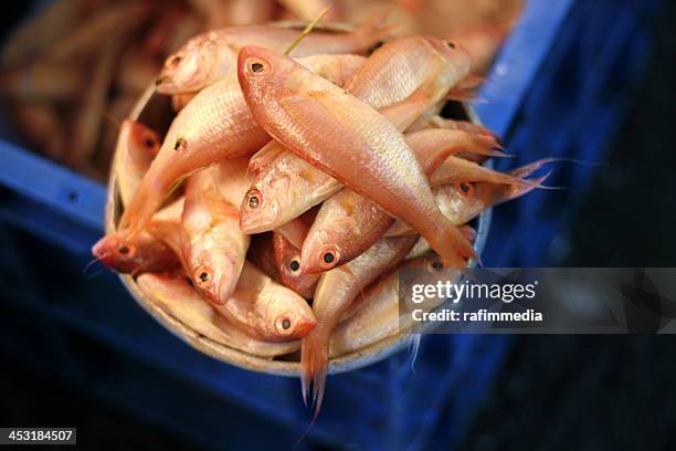 sankara fish - pondicherry stockfoto's en -beelden