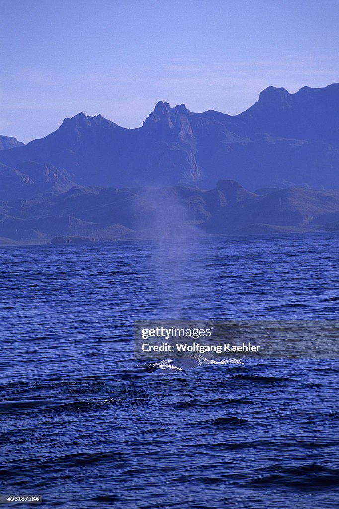 Mexico, Baja California, Near Port Escondido, Blue Whale...
