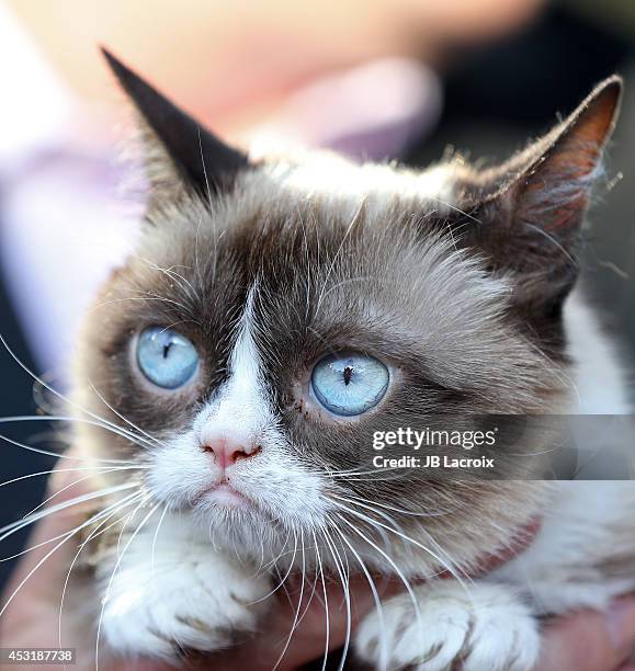 Grumpy Cat arrives at "The Grumpy Guide To Life: Observations By Grumpy Cat" Book Launch Party at Kitson on August 4, 2014 in Santa Monica,...