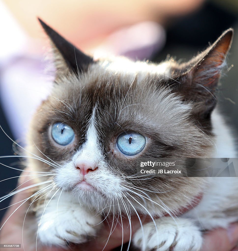 "The Grumpy Guide To Life: Observations By Grumpy Cat" Book Launch Party