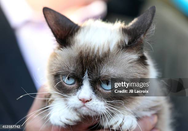 Grumpy Cat arrives at "The Grumpy Guide To Life: Observations By Grumpy Cat" Book Launch Party at Kitson on August 4, 2014 in Santa Monica,...