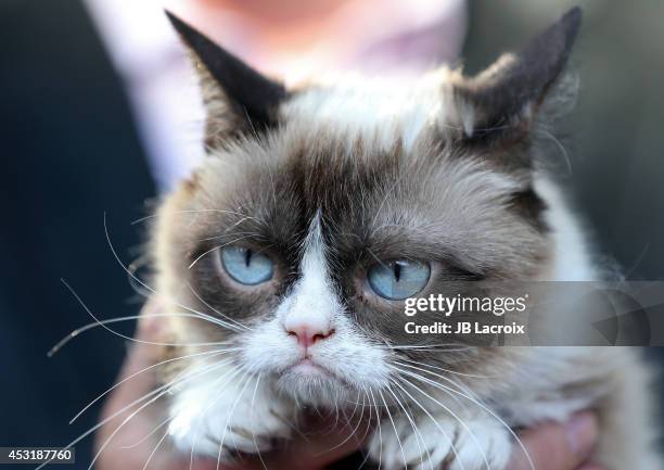 Grumpy Cat arrives at "The Grumpy Guide To Life: Observations By Grumpy Cat" Book Launch Party at Kitson on August 4, 2014 in Santa Monica,...