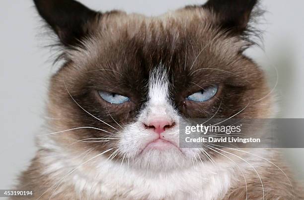 Grumpy Cat High 1,484 Grumpy Cat Photos & High Res Pictures - Getty Images