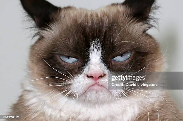 Grumpy Cat attends "The Grumpy Guide to Life: Observations by Grumpy Cat" book launch party at Kitson Santa Monica on August 4, 2014 in Santa Monica,...