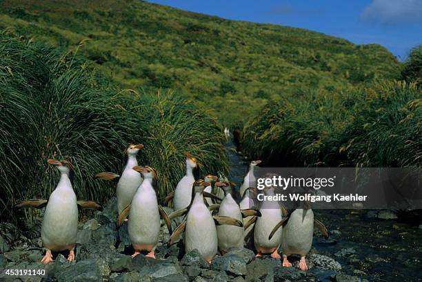 Sub-antarctica, Macquarie Island, Royal Penguins Walking Up Stream, With Tussock Grass.