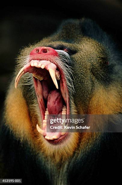 mandrill (papio sphinx), displaying teeth, head shot - baboons stock pictures, royalty-free photos & images