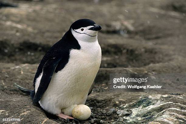 Antarctica, South Shetland Is Deception Island, Chinstrap Penguin Colony, Chinstrap Penguin On Eggs.