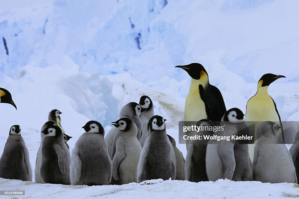 Antarctica Riiser larsen Ice Shelf Emperor Penguin Colony Chicks antarctica-riiser-larsen-ice-shelf-emperor-penguin-colony-chicks