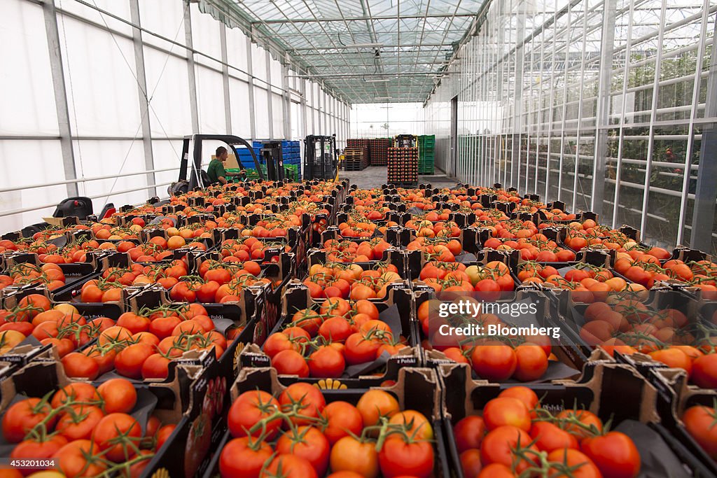 Tomato Harvest As Russia Bans Imports Of Polish Fruit And Vegetables