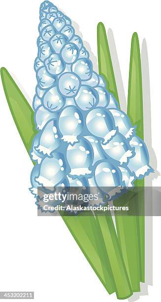 blue grape-hyacinth, springflower/easterdecoration. - hyacinth stock illustrations