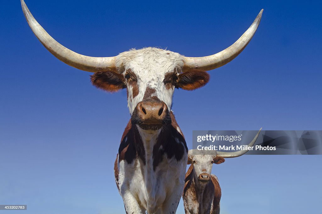 Texas Longhorns and Blue Sky