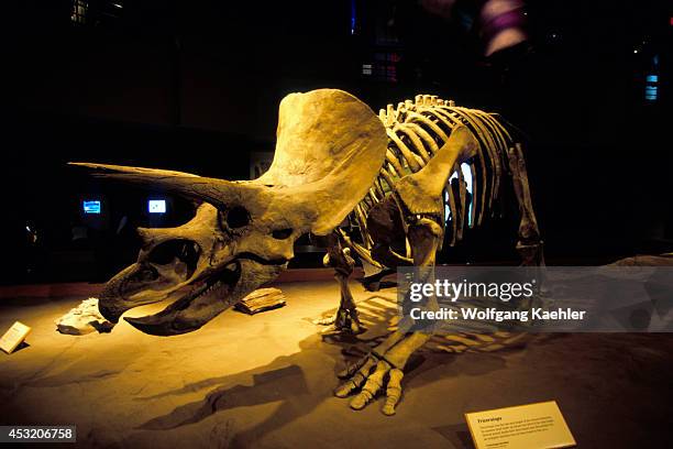 Canada, Alberta, Drumheller, Royal Tyrrell Museum, Interior, Dinosaur Skeleton, Triceratops.