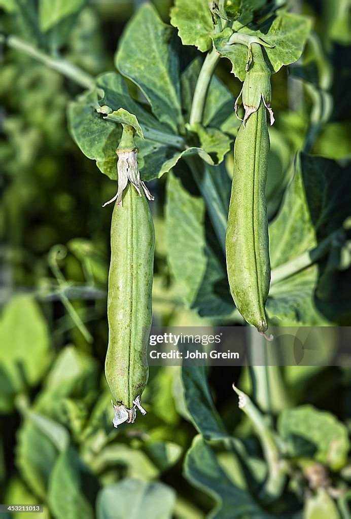 Garden string beans ready for picking...