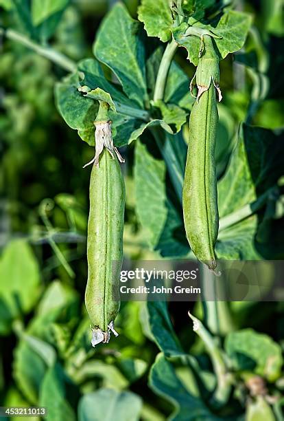 String Bean Stalk 2,287 String Beans Stock Photos, High-Res Pictures, and Images - Getty ...
