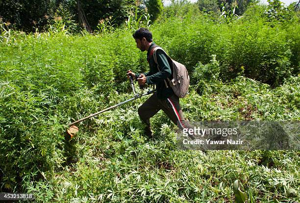 Kashmir government official destroys illegally cultivated Cannabis or Marijuana or Indian hemp , on a patch of land that is cultivated by farmers for...