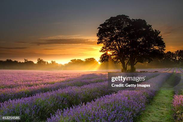 mayfair lavender at sunrise - surrey inghilterra foto e immagini stock