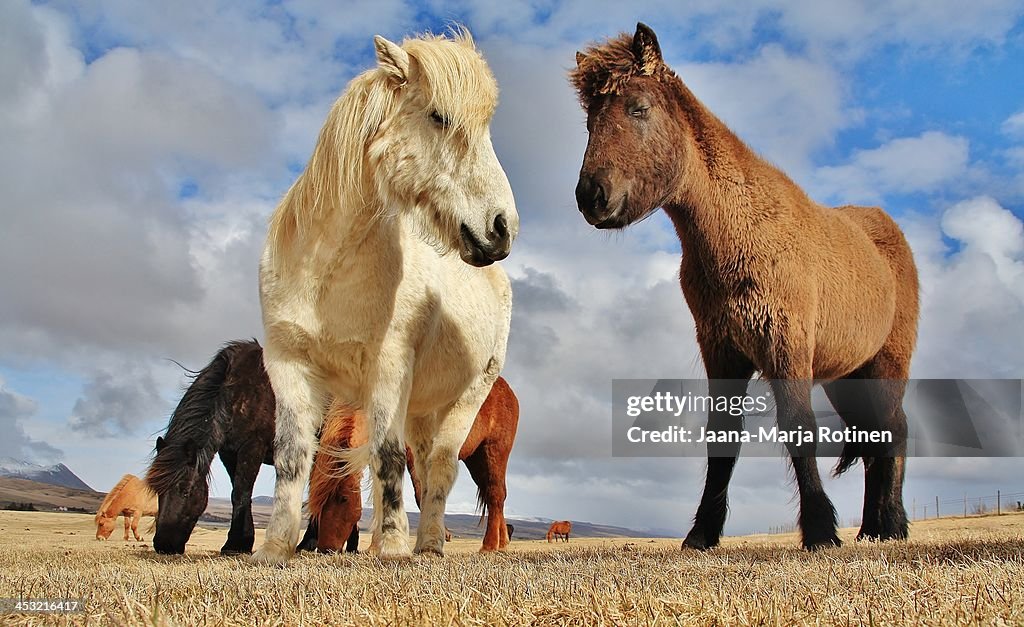 Friends in the field