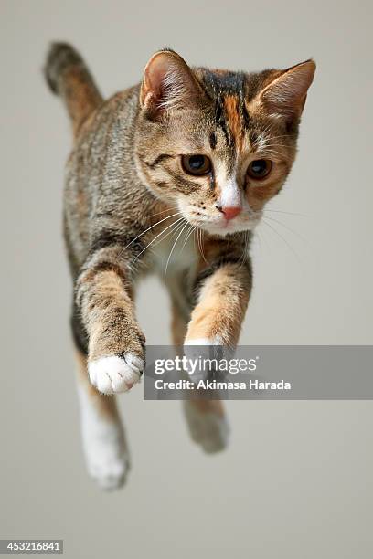 jump kitten - calico cat stock pictures, royalty-free photos & images