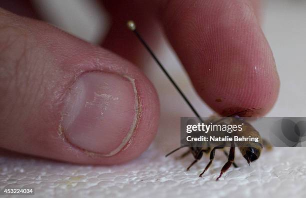 Do Insects Bleed Hemolymph Photos and Premium High Res Pictures - Getty Images