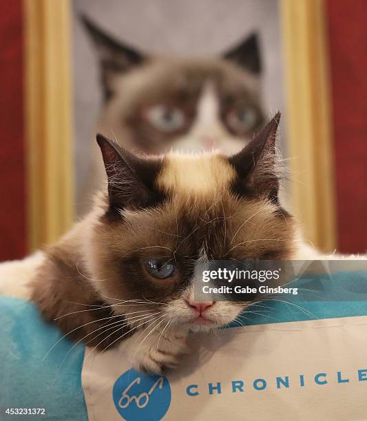 Grumpy Cat High 26 Kitson Las Vegas Photos & High Res Pictures - Getty Images