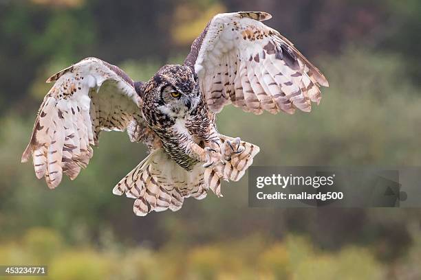 great-horned owl - horned owl stock pictures, royalty-free photos & images