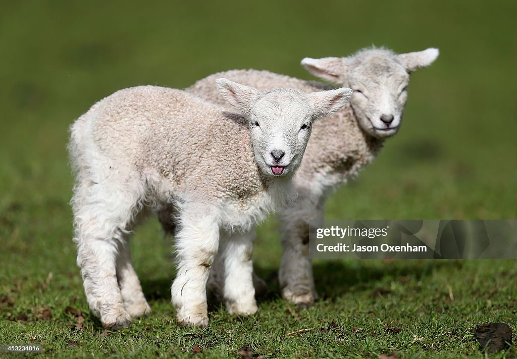 Spring Arrives Early At Cornwall Park - Auckland