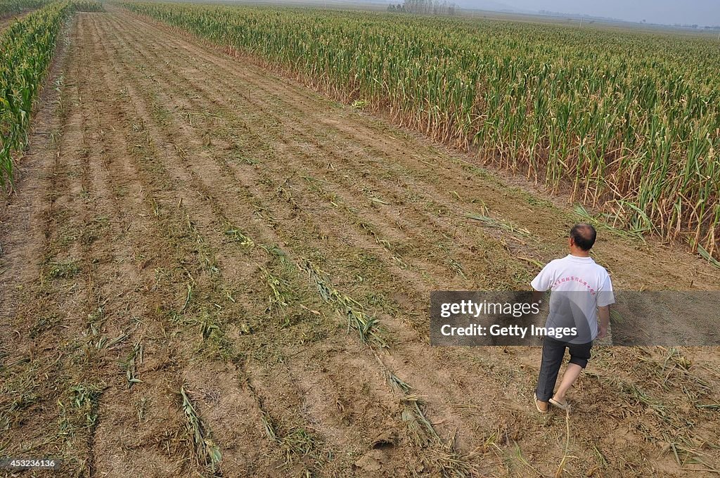 Once-in-63-year Drought Happens In Henan