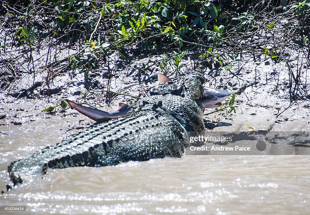 Five Metre Crocodile Attacks Bull Shark