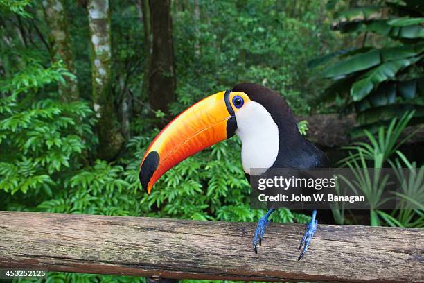 toco toucan (ramphastos toco), iguacu, brazil - toucan stock pictures, royalty-free photos & images