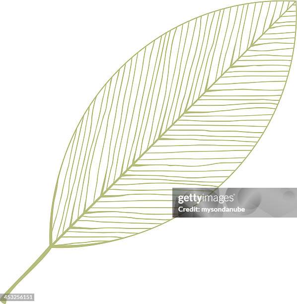 vector isolated leaf illustration - leaf vein stock illustrations